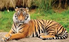 Wildlife India
