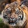 6 Days Golden Triangle with Ranthambore